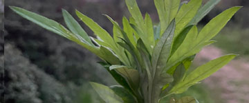 botanica-dee-conferenza-donati-small.jpg