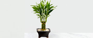 piante-specchi-pietre-workshop--roberta-firoetti-small.jpg